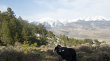 Black and white border collie wearing a harness standing in a shrub-filled meadow with snow-capped mountains and pine trees in the background under a partly cloudy sky