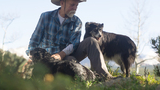 Man sitting outdoors on a rock with two black and white dogs, one lying down and the other standing, surrounded by greenery and trees in soft sunlight