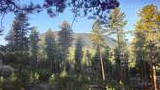 Sunlit forest with tall pine trees on a mountain slope under a clear blue sky