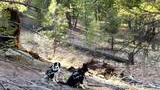Two dogs wearing backpacks resting on a forest floor with scattered pine needles, branches, and pinecones, surrounded by green pine trees and sunlight filtering through the branches