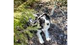 Black and white dog with striking blue eyes lying on a forest floor among dry leaves and small evergreen branches