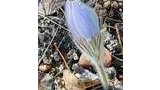 Light purple pasque flower bud covered in fine white hairs emerging among dry leaves and twigs on the ground