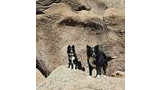 Two black and white dogs standing on large textured rock formations under a clear blue sky