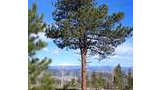 Tall pine tree with sparse branches in a mountainous landscape with snow-capped peaks and a clear blue sky