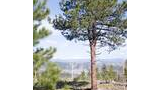 Black and white dog walking on a forest trail beside a tall pine tree with mountains in the background under a blue sky