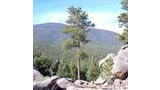 a solitary pine tree growing among large rocks with a dense forest and mountain range in the background under a clear blue sky