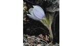 delicate pale purple pasque flower with fine hairs on its stem and sepals growing from rocky, dry soil