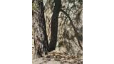 Tree trunk casting shadow onto a large textured rock with dry pine needles and cones scattered on the ground