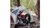 Two black and white dogs resting inside and at the entrance of a small camping tent set up on forest floor with pine needles and cones, surrounded by tall trees