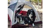 Two black and white dogs resting inside and just outside a small camping tent set up among pine trees and pinecones