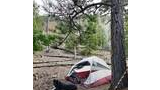 A red and white tent set up on a forest floor covered with pine needles, surrounded by pine and aspen trees, with a black and white dog lying nearby