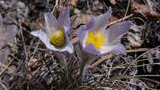 Two small purple and white flowers with bright yellow centers growing among dry grass and leaves on the ground