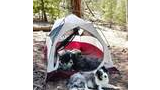 Two dogs resting near a small camping tent set up in a forested area with pine needles and trees around