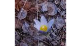 single small white flower with yellow center emerging from a ground covered in dry brown leaves and twigs