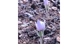 Two small purple flowers with fuzzy stems emerging from forest floor covered with pine needles and small pieces of bark
