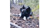 black and white border collie lying on the forest floor covered with pine needles, leaves, and small branches, looking attentively to the side