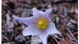 close-up of a delicate pale purple flower with yellow and white center, growing among dry leaves and twigs on the ground