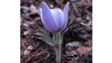 Single light purple pasque flower bud with fine hairs on stem and leaves growing from forest floor covered with dry leaves