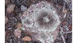 lichen growing on a round patch of rock on a forest floor scattered with dried leaves, pine needles, small twigs, and pine cones