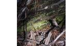Forest floor covered with dry leaves, pine needles, a pine cone, and moss-covered fallen logs