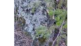 Close-up of a rock covered with pale lichen surrounded by dry pine needles and green spruce branches