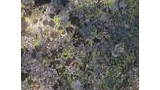 Close-up of a rock surface covered with various patches of green, yellow, and gray lichens