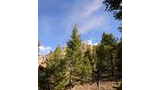 Rock formation behind a group of evergreen trees under a partly cloudy blue sky