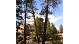 Large rounded boulders behind tall pine trees under a blue sky in a forested area