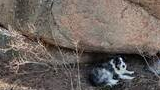 black and white dog with blue eyes lying on dry grass and leaves beneath a large granite rock