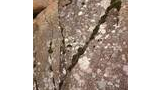 Close-up of a rock surface with variously shaped white and gray lichen patches and green moss growing along natural cracks and crevices
