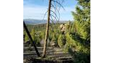 Forest clearing with tall pine trees, rocky outcrops, and distant mountain range under a blue sky