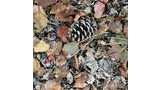 close-up of a ground covered with dry leaves, a pinecone, and twigs, showing various shades of brown, red, and gray