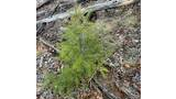 Small green pine tree growing among dry grass, fallen leaves, and decaying logs on the forest floor