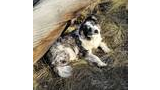 Black and white dog with striking blue eyes lying on dry grass next to a large fallen tree trunk