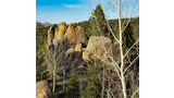 Sunlit brown rock formations surrounded by pine trees and leafless white-barked trees under a clear blue sky