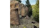 Two black and white dogs standing and walking on grassy ground near large rock formations and evergreen trees under a partly cloudy sky