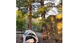Small tent pitched on forest floor near two pine trees and a large boulder with a walking stick and plaid blanket resting against it