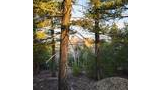 Sunlit pine trees with branches casting shadows on the forest floor and rocky formations visible in the distance