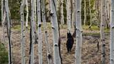 Black dog standing among slender white tree trunks in a forest with dry grass and green foliage