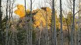 Golden sunlight illuminating large rock formations seen through a forest of slender leafless trees