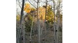 Tall leafless white-barked trees on a hillside with a large golden rock formation illuminated by sunlight in the background