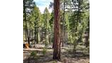 Tall pine tree in a forest with a mix of smaller and larger trees and dry forest floor covered in pine needles and scattered branches