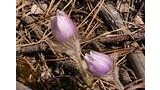 Two small pale purple flowers with fuzzy stems growing amidst dry pine needles and twigs on the forest floor