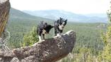 Two black and white dogs standing on a large rock ledge overlooking a dense forest with mountains in the distance