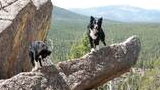Two black and white dogs standing on large rock formations with a forested mountainous landscape in the background
