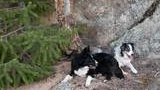 Two dogs resting on rocky ground near a tree and large boulders
