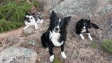Three dogs resting on rocky ground with pine trees in the background