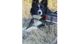 black and white dog resting on dry grass wearing a brown backpack
