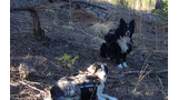 Two dogs wearing backpacks resting on a forest floor covered in dry pine needles and small plants in dappled sunlight
