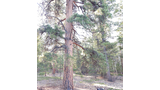 A large pine tree surrounded by forest with a small dog wearing a harness standing on the forest floor covered with pine needles